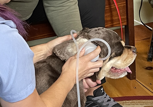 Ozone therapy for sales dogs near me